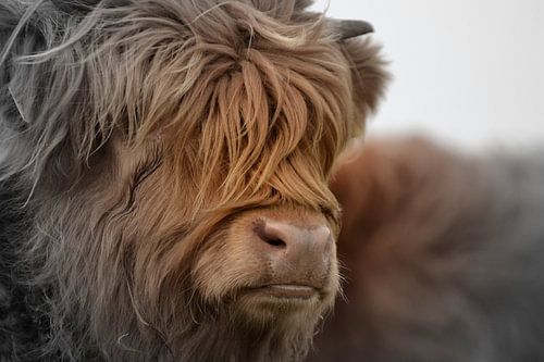 Scottish highlander portrait 2-coloured by Sascha van Dam