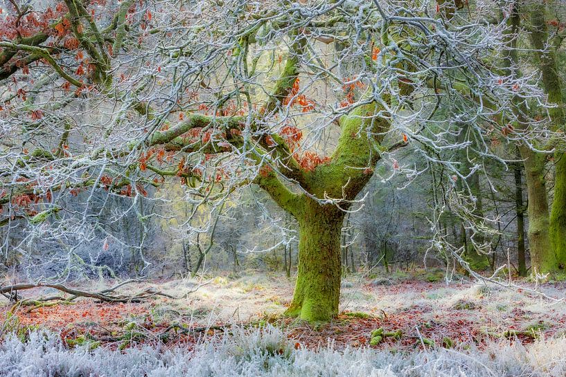 Forêt de conte de fées par Henk Meeuwes