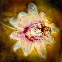 Passion flower