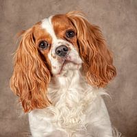 Cavalier King Charles Spaniel