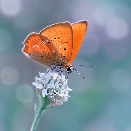 Petit papillon de feu