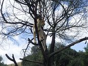 Leeuwin in boom van Robin van Tilborg thumbnail