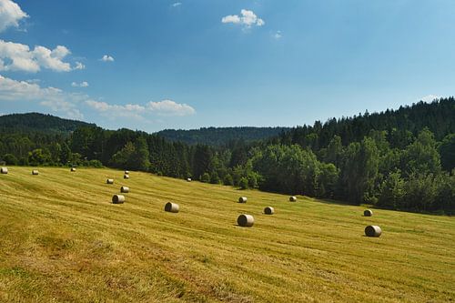 Hooiweide in het Beierse Woud