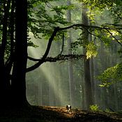 Henk Dirksen photo de profil