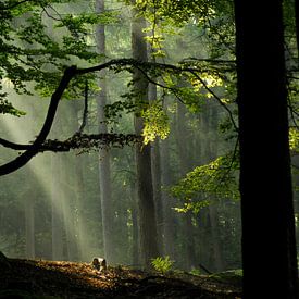 Henk Dirksen Profile picture