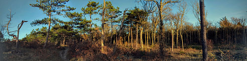 Texel Dennenbos Panorama