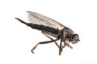 Dead mosquito