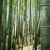 Bamboe van Zsa Zsa Faes