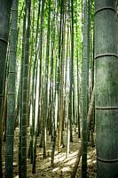 Bamboo