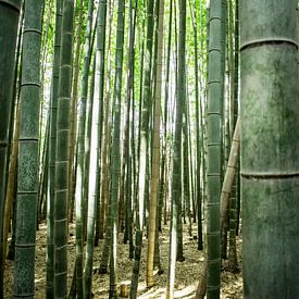 Bambus von Zsa Zsa Faes