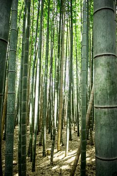 Bambus von Zsa Zsa Faes