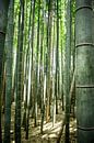 Bambus von Zsa Zsa Faes Miniaturansicht