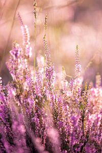 Bloeiende paarse heide tijdens zonsopkomst van Evelien Oerlemans