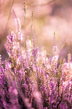 Blühendes violettes Heidekraut bei Sonnenaufgang