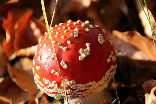 Le champignon rouge