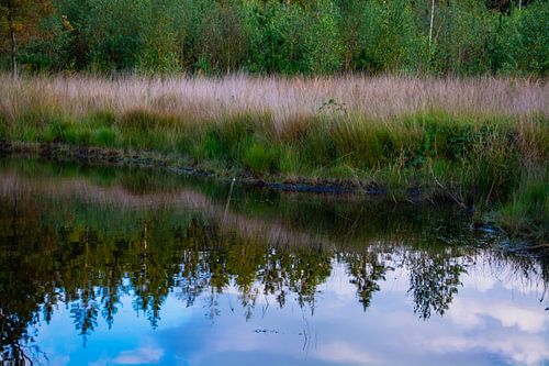 Image miroir des arbres et des nuages dans l'eau.