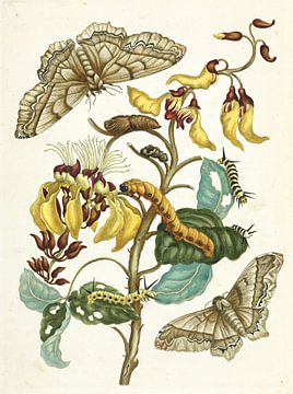 Metamorfose Insectorum Surinamensium, Maria Sibylla Merian