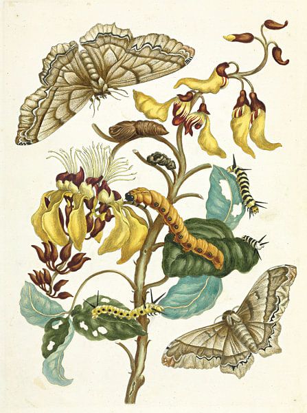 Metamorphosis Insectorum Surinamensium, Maria Sibylla Merian by Masterful Masters