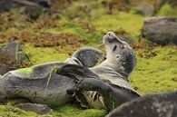 Seals by Rinnie Wijnstra thumbnail