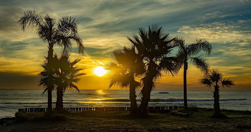 Corsican palms by Dirk Schelhasse