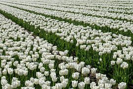 Champ de tulipes avec des tulipes blanches. sur Albert Beukhof