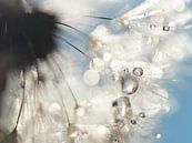 Dandelion Angelwings van Julia Delgado thumbnail