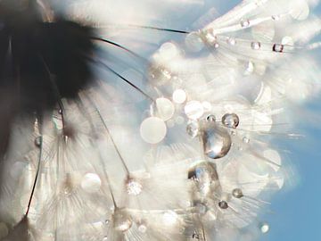 Dandelion Angelwings von Julia Delgado