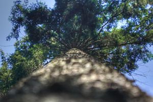 Baum hoch