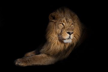 Löwenportrait auf schwarzem Hintergrund. Löwe auf schwarzem Hintergrund. Ein mächtiger männlicher Lö von Michael Semenov