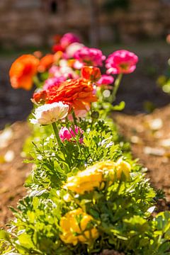 Fleurs colorées dans le jardin sur Lizanne van Spanje