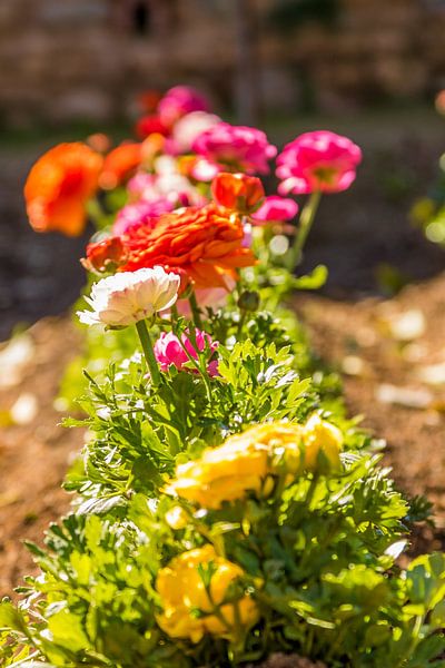 Kleurrijke bloemen in de tuin van Lizanne van Spanje