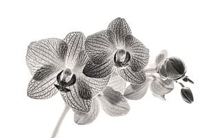 Orchideenblüte