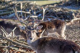 Fallow deer
