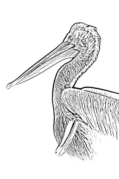 Pelikan: digitale Zeichnung schwarz/weiß von Marjolein van Middelkoop