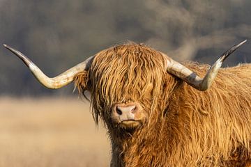 Schotse Hooglander van Marieke Deinum