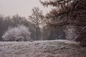 The Bergherbos on a winter morning in the mist by René Jonkhout