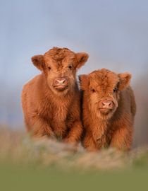 Scottish Highlanders by Dick van Duijn