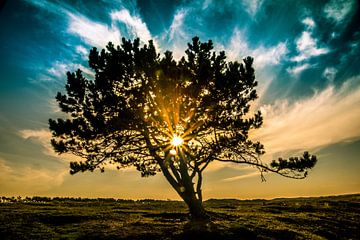 lone tree