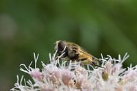 Bienen und Blumen