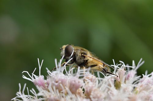 Bijtjes en bloemetje