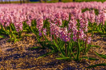 Roze hyacinten  in een prachtig veld. van Rob Baken
