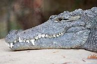 Kop van krokodil met scherpe tanden van Joost Adriaanse thumbnail