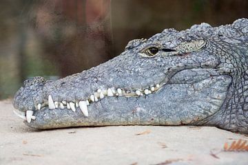 Kop van krokodil met scherpe tanden
