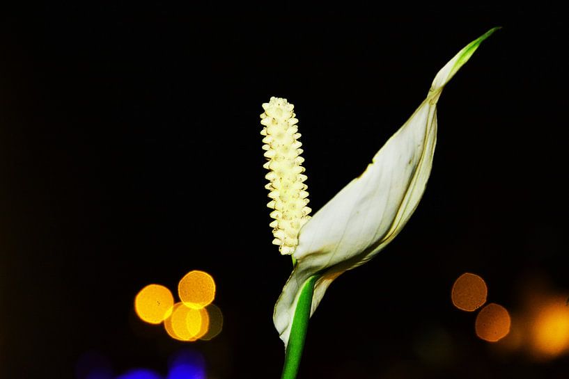 Witte bloem in de donkere nacht von Gerrit Neuteboom