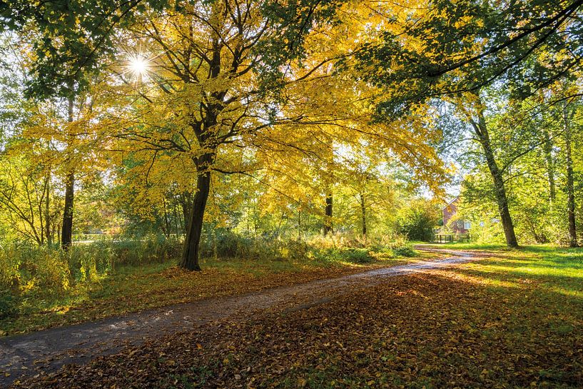 Autumn in dragoon park by Albert Lamme