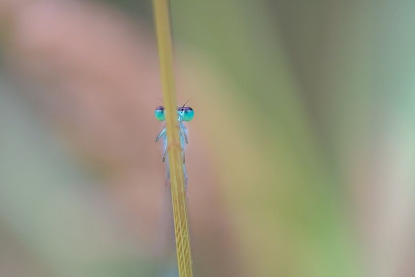Les yeux dans les yeux avec une demoiselle par Moetwil en van Dijk - Fotografie