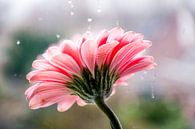 Pink Daisy by Pix-Art By Naomi.k thumbnail