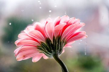 Roze gerbera bloem van Photography by Naomi.K
