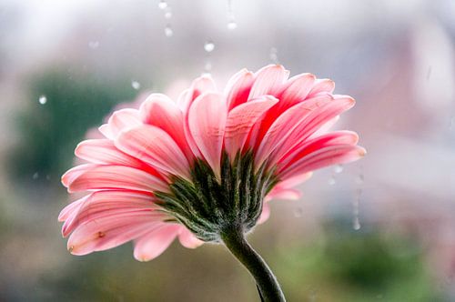 Roze gerbera bloem