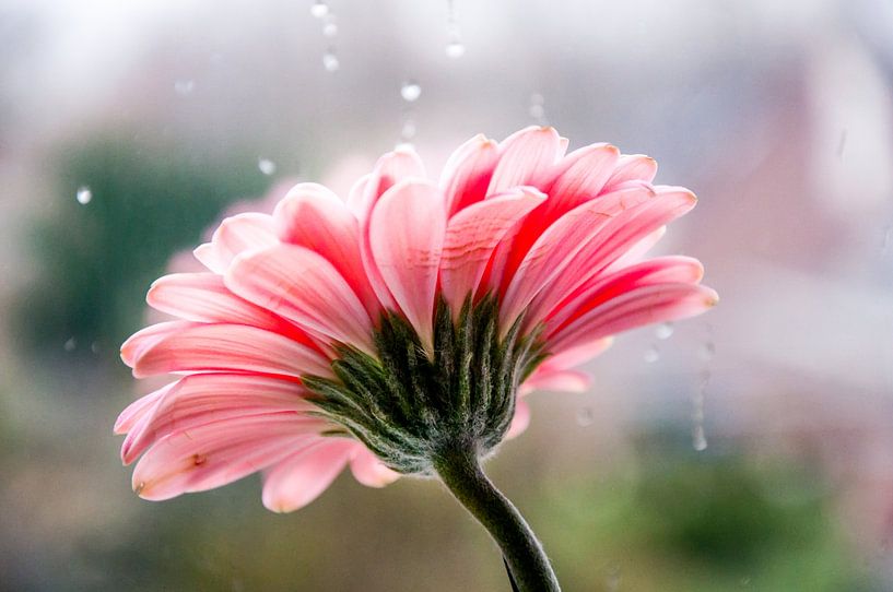 Pink Daisy by Pix-Art By Naomi.k